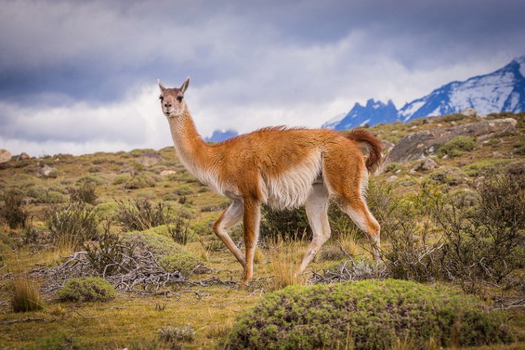 109 Torres Del Paine, guanaco.jpg